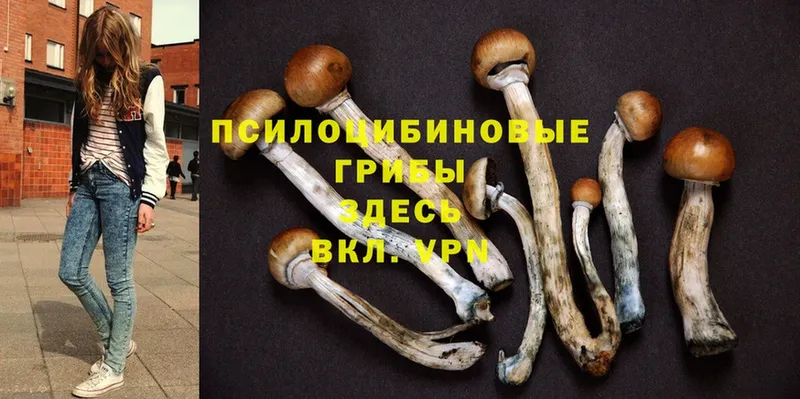 дарнет шоп  Зеленоградск  Галлюциногенные грибы Psilocybine cubensis 